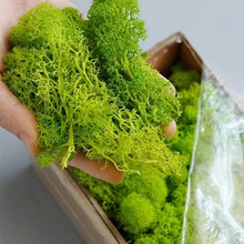 Load image into Gallery viewer, Artificial Coloured Moss - Various Colours and sizes