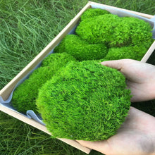 Load image into Gallery viewer, Artificial Coloured Moss - Various Colours and sizes