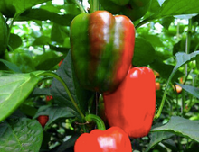 Load image into Gallery viewer, CAPSICUM CALIFORNIAN WONDER