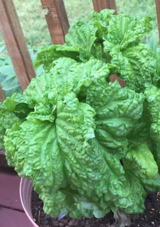 BASIL LETTUCE LEAF Home and Garden WA