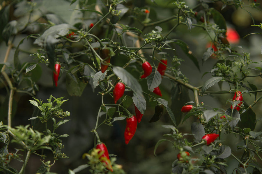 How to Grow Chillies
