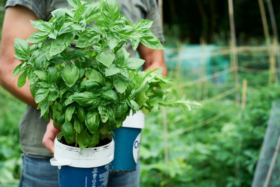 How to Grow Basil