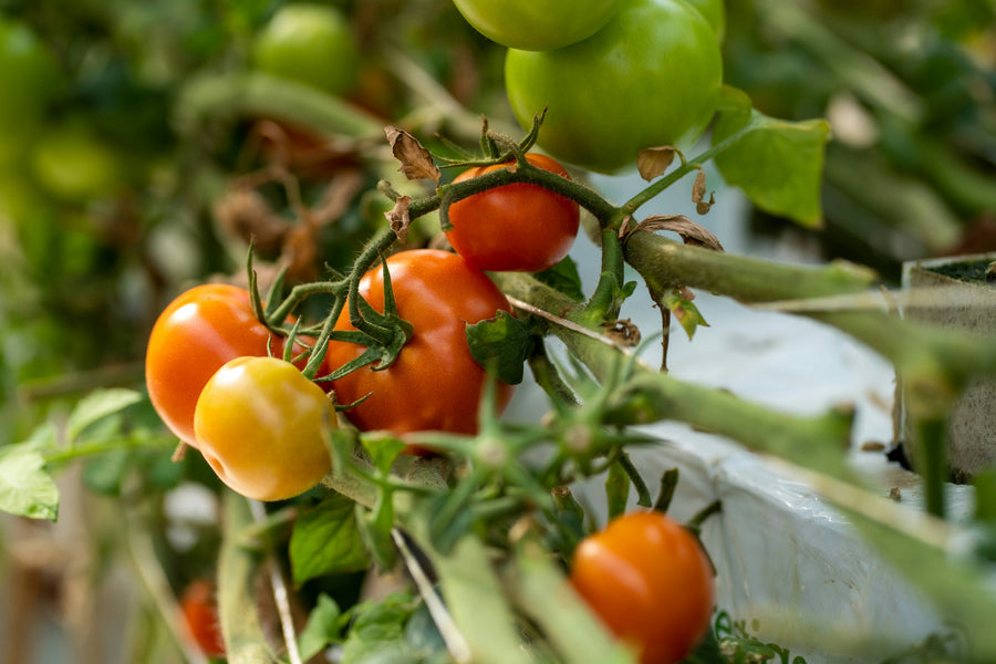 Growing Tomatoes in Australia