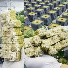 Load image into Gallery viewer, Seed Starter Cubes- Ideal for Hydroponic and Soilless Planting
