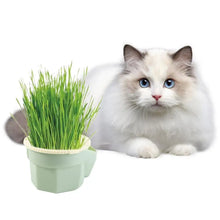 Load image into Gallery viewer, Hydroponic Cat Grass Microgreens Growing Kit
