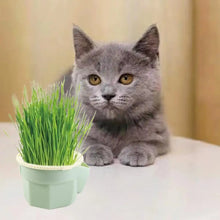 Load image into Gallery viewer, Hydroponic Cat Grass Microgreens Growing Kit
