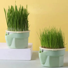 Load image into Gallery viewer, Hydroponic Cat Grass Microgreens Growing Kit
