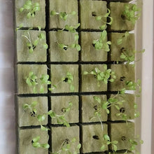 Load image into Gallery viewer, Seed Starter Cubes- Ideal for Hydroponic and Soilless Planting
