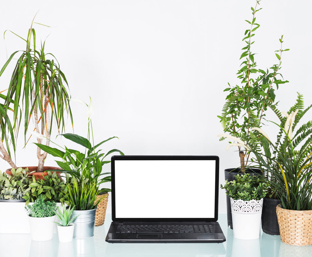 Custom Office Plant Hire