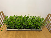 Load image into Gallery viewer, Microgreens - Medium Sized tray
