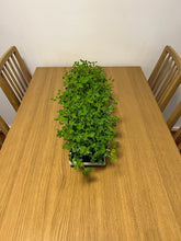 Load image into Gallery viewer, Microgreens - Medium Sized tray
