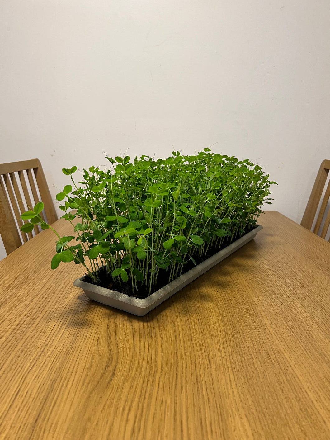 Microgreens - Medium Sized tray