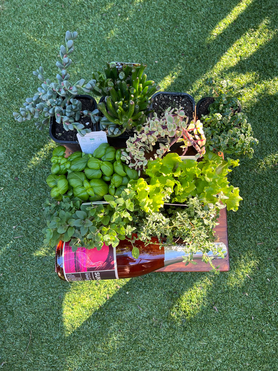 Small Succulent, Herb & Vegetable Gardening Pack