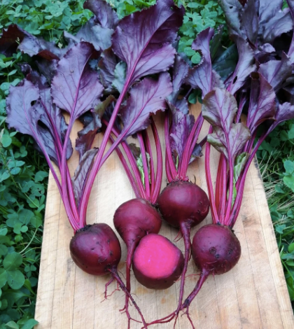 BEETROOT BULLS BLOOD