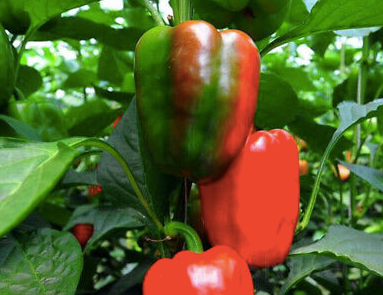 CAPSICUM CALIFORNIAN WONDER