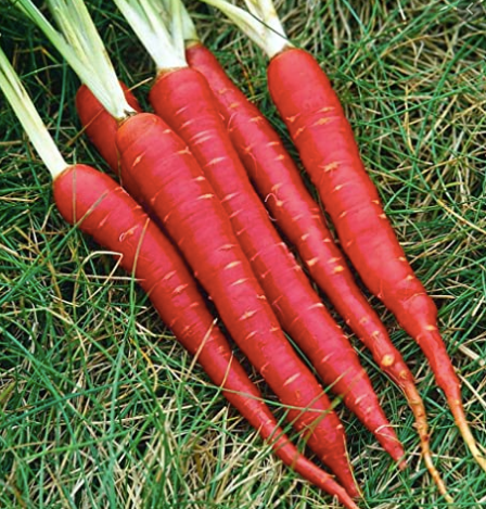 CARROT ATOMIC RED