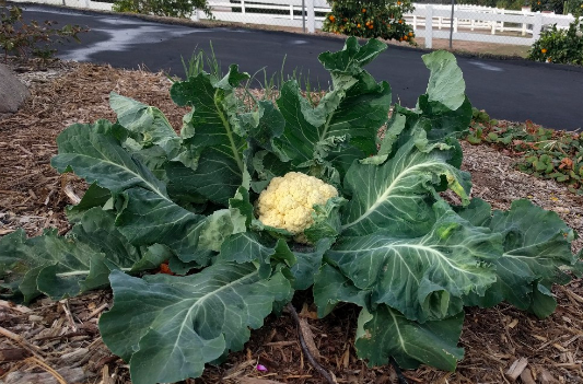 CAULIFLOWER SNOWBALL EARLY