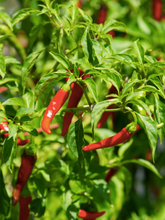 Load image into Gallery viewer, CHILLI CAYENNE RED
