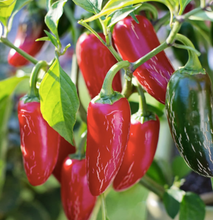 Load image into Gallery viewer, CHILLI JALAPENO
