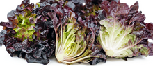 Load image into Gallery viewer, LETTUCE OAKLEAF RED
