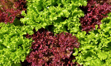 Load image into Gallery viewer, LETTUCE OAKLEAF RED
