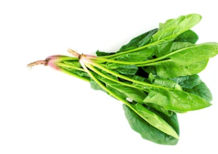 ENGLISH SPINACH