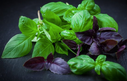 BASIL CINNAMON