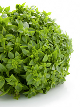 Load image into Gallery viewer, BASIL FINE LEAF - BUSH BASIL
