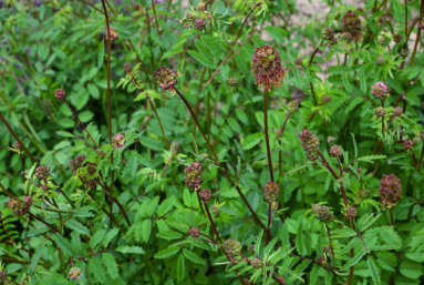 BURNET SALAD