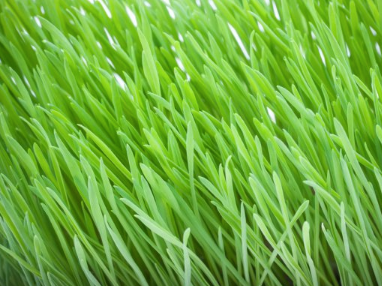 CAT GRASS