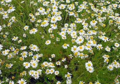 CHAMOMILE GERMAN