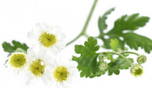 Load image into Gallery viewer, CHAMOMILE GERMAN
