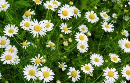 CHAMOMILE ROMAN - Anthemis nobilis