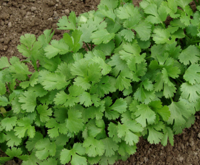 CORIANDER FIESTA GREEN