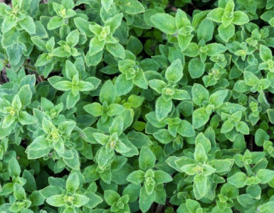 OREGANO - GREEK