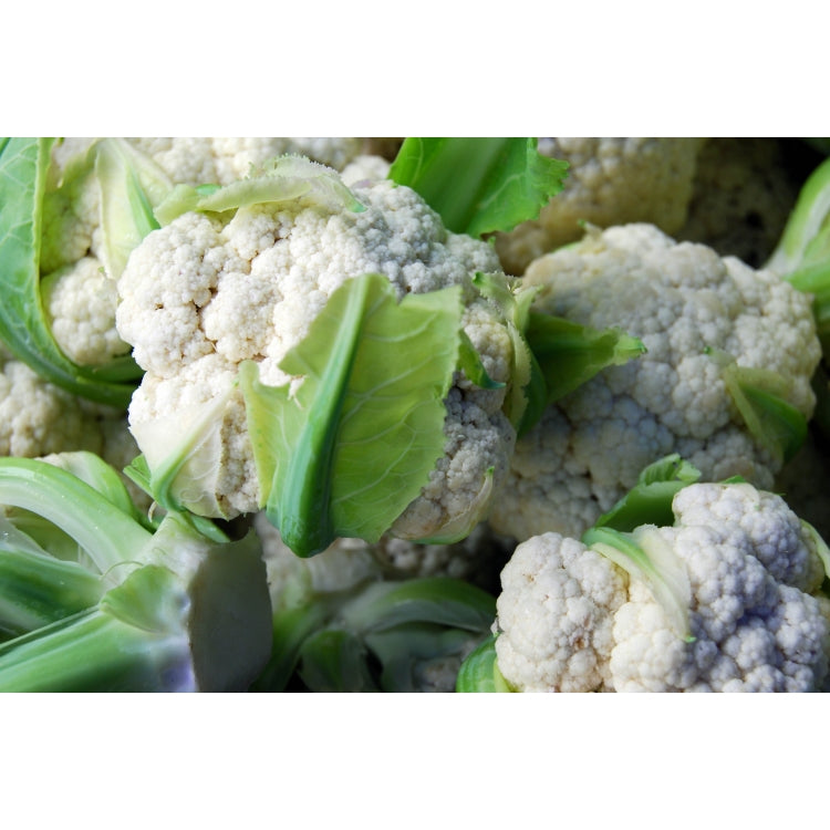 Cauliflower All Year Round - 8 Cell