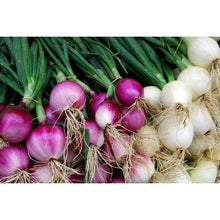 Load image into Gallery viewer, Red Onion- 8 Cell
