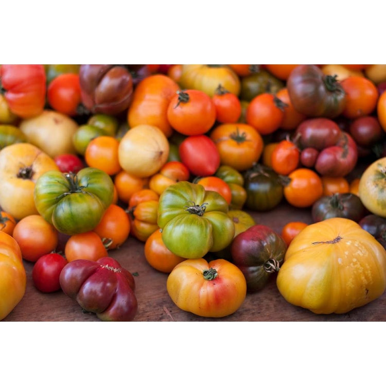 Tomato Heirloom Rainbow - 8 Cell