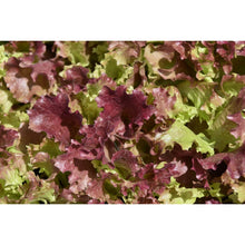 Load image into Gallery viewer, Lettuce Revolution- 8 Cell
