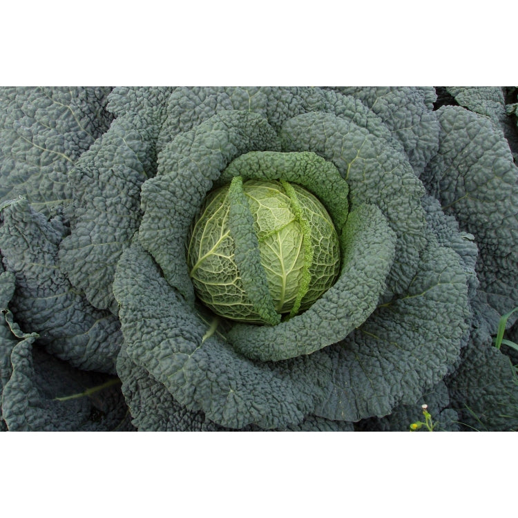 Cabbage Savoy - 8 Cell