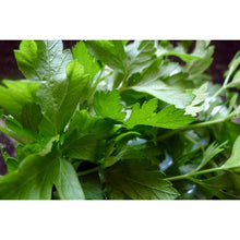 Load image into Gallery viewer, Parsley Italian - 8 Cell
