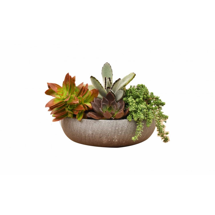 Bowl Planter - D30 x H9cm