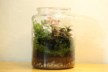 Load image into Gallery viewer, &quot;Ahsoka&quot; - Large Sized Terrarium
