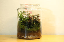 Load image into Gallery viewer, &quot;Ahsoka&quot; - Large Sized Terrarium
