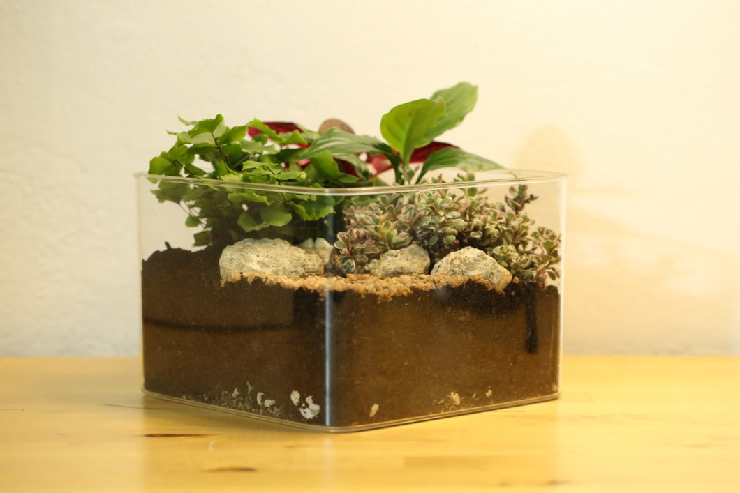 Small Transparent Box Planter