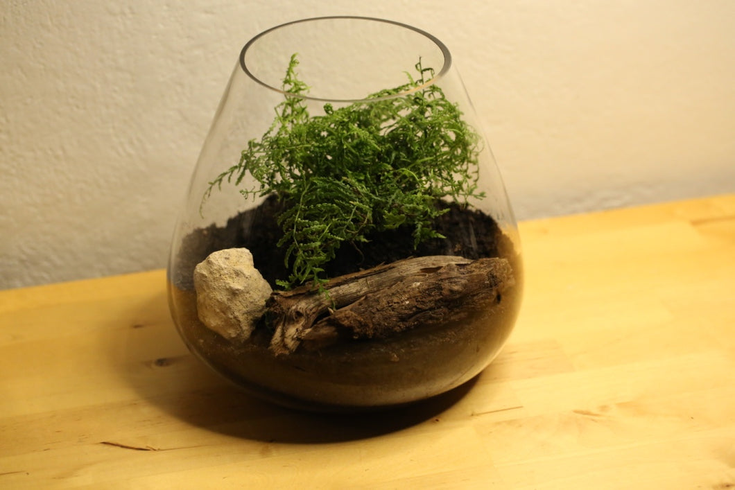 Vase Terrarium