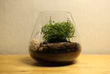 Load image into Gallery viewer, Vase Terrarium
