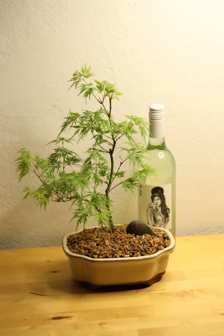 Maple Bonsai and Wine Package