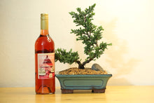 Load image into Gallery viewer, Bonsai and Wine Package
