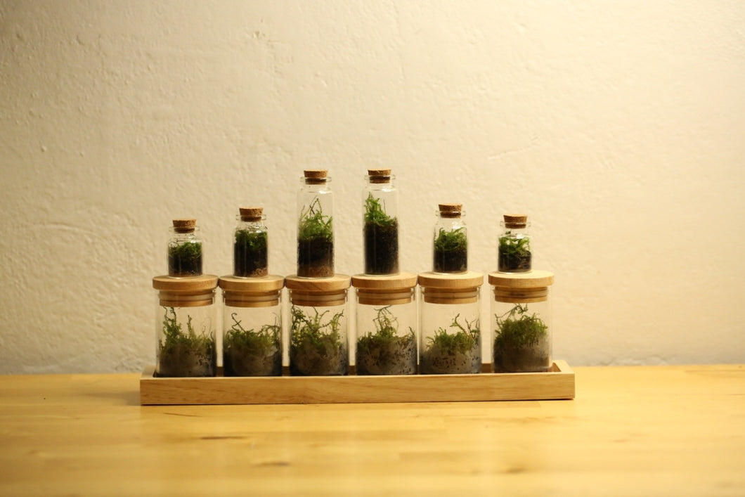 12 x Mini Terrarium's